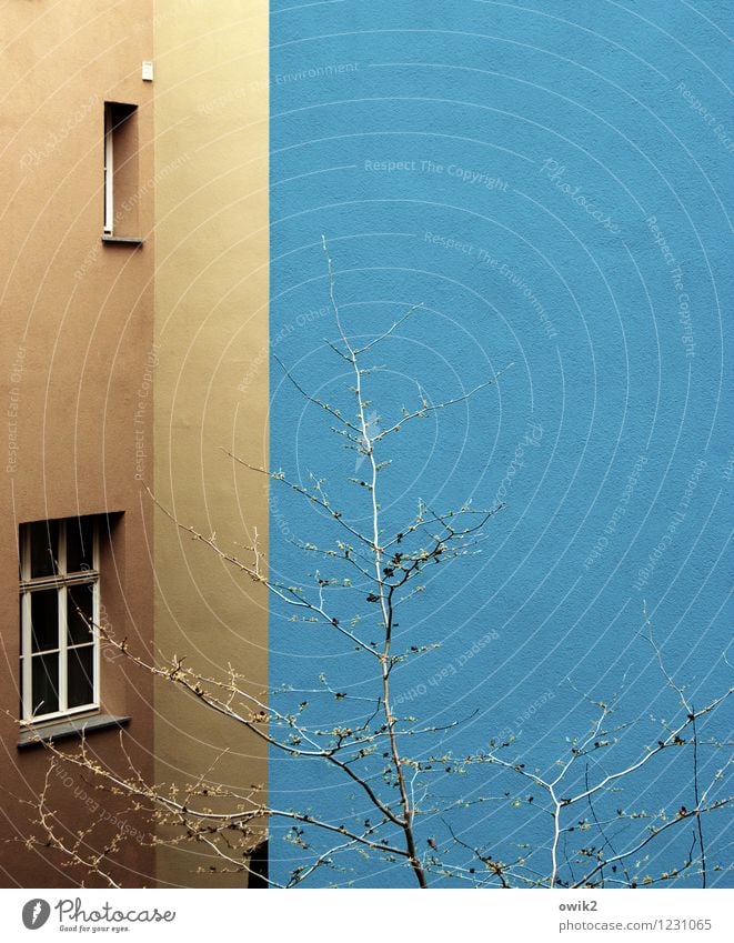 Ausnüchterungszelle Baum Zweige u. Äste Haus Gebäude Mauer Wand Fenster leuchten Wachstum eckig blau braun verstecken Ecke Hinterhof Anstrich