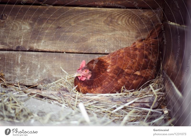 Glucke Sommer Tier Nutztier Vogel Tiergesicht 1 Glück braun brütend Nest Heu Hühnerstall Haushuhn Ei Brutpflege Freilandhaltung biologisch Landleben Farbfoto