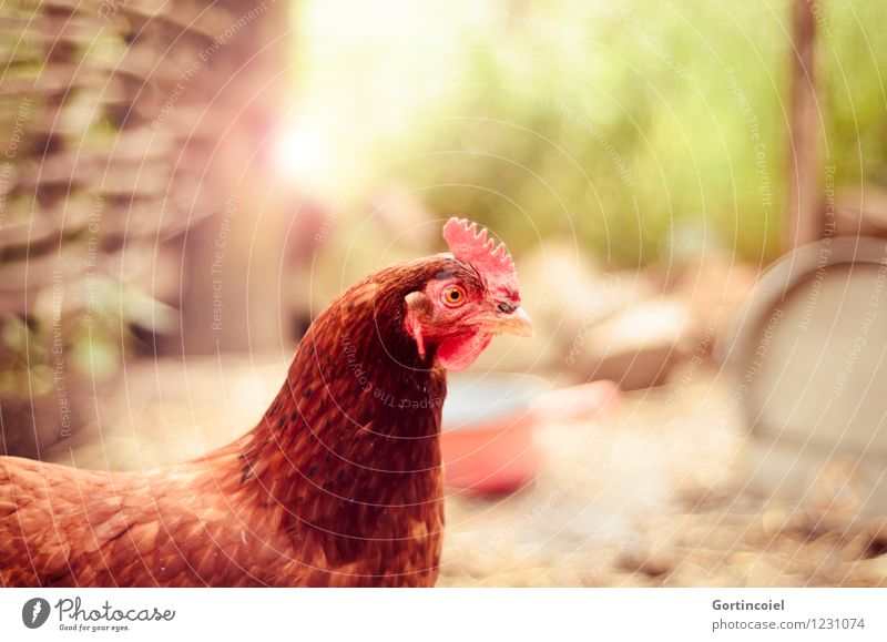 Henne Sommer Tier Nutztier Vogel Tiergesicht 1 Glück braun Haushuhn Bioprodukte Hühnerstall Freilandhaltung Landleben Feder Kamm Farbfoto Menschenleer