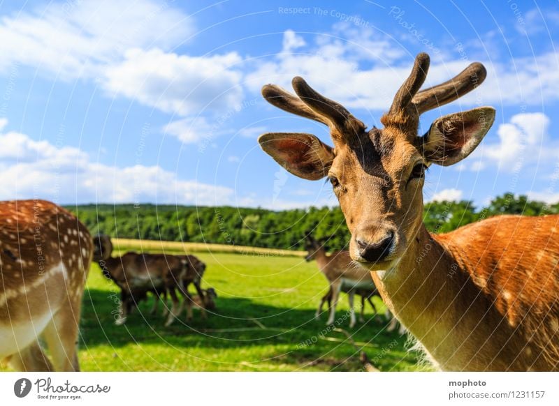 Eh! Was guckst du? Ferien & Urlaub & Reisen Tourismus Ausflug Umwelt Natur Landschaft Tier Himmel Wolken Park Wiese Feld Wald Wildtier Tiergesicht Fell Zoo