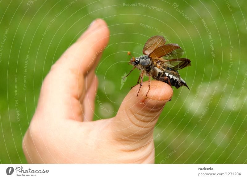 Maikaefer; Melolontha; Startend Hand Natur Tier Käfer fliegen Beginn Maikäfer Maennlich Maennchen Feldmaikaefer Schaedling Insekt cockchafer start flying