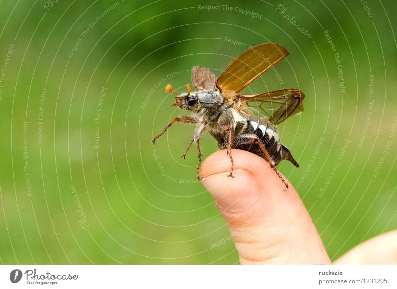 Maikaefer; Melolontha; Startend, Natur Tier Käfer Beginn Maikäfer fliegen Maennlich Maennchen Feldmaikaefer Schaedling Insekt cockchafer start flying Malediven