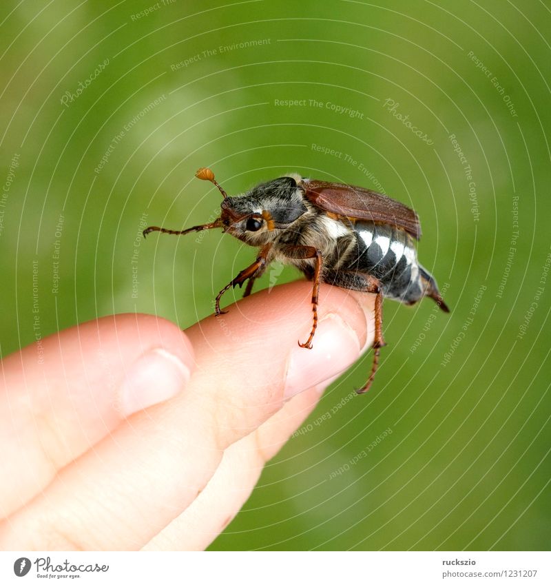 Maikaefer; Melolontha; Startend, Natur Tier Käfer Beginn Maikäfer fliegen Maennlich Maennchen Feldmaikaefer Schaedling Insekt cockchafer start flying Malediven