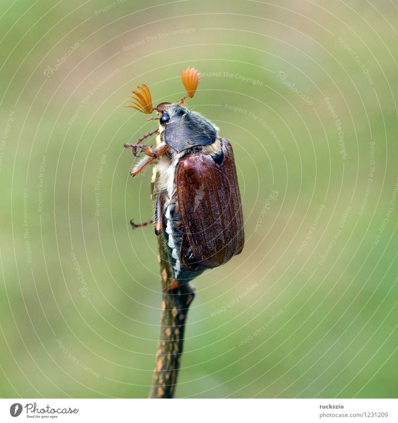 Maikaefer; Melolontha; Natur Tier Käfer krabbeln Maikäfer Maennlich Maennchen Feldmaikaefer Schaedling Insekt cockchafer Malediven Male cockchafer Scha Edling