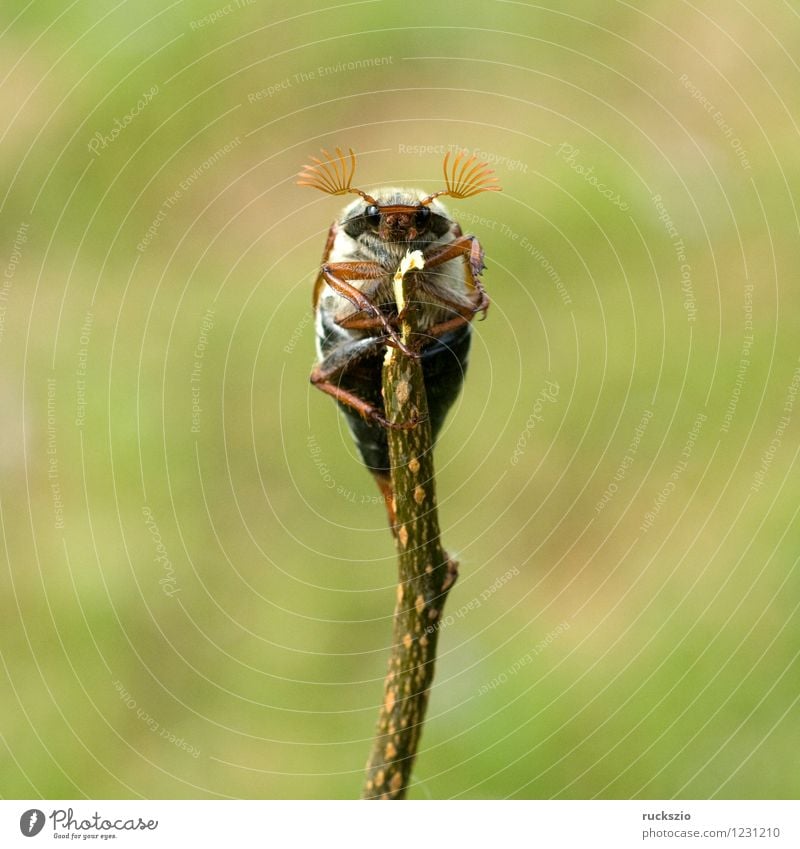 Maikaefer; Melolontha; Natur Tier Käfer Maikäfer Maennlich Maennchen Feldmaikaefer Schaedling Insekt cockchafer Malediven Male cockchafer Scha Edling insect