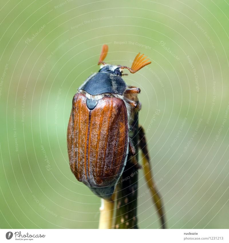 Maikaefer; Melolontha; Natur Tier Käfer laufen Maikäfer Maennlich Maennchen Feldmaikaefer Schaedling Insekt cockchafer Malediven Male cockchafer Scha Edling