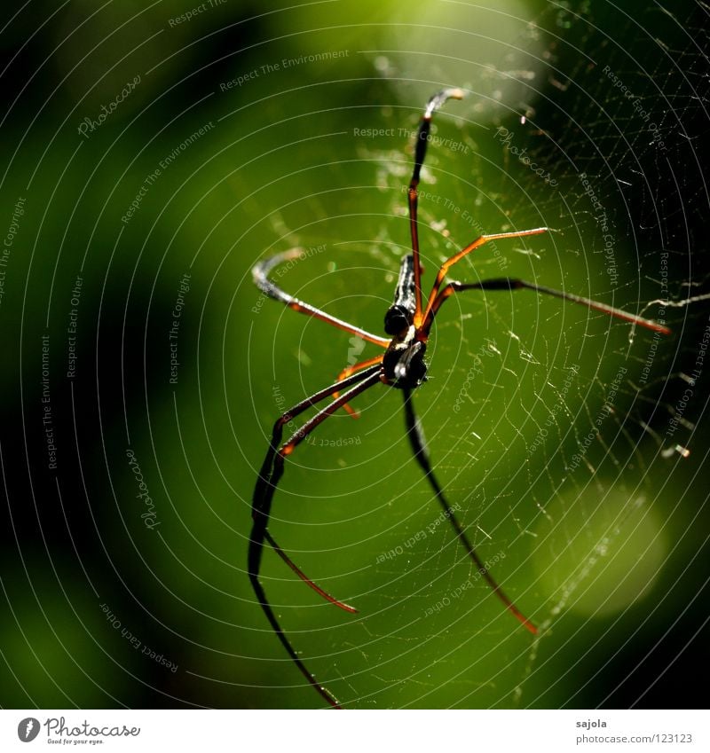 nephila pilipes IV Natur Tier Wildtier Spinne Kopf Beine 1 Netz warten Ekel gold Angst Genauigkeit Singapore Asien beobachten Farbfoto mehrfarbig Außenaufnahme