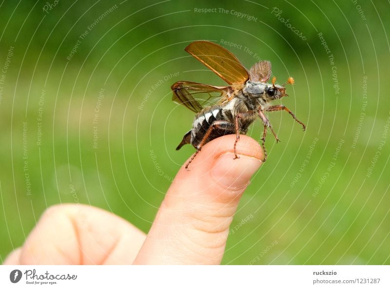 Maikaefer; Melolontha; Startend, Natur Tier Käfer Beginn Maikäfer fliegen Maennlich Maennchen Feldmaikaefer Schaedling Insekt cockchafer start flying Malediven