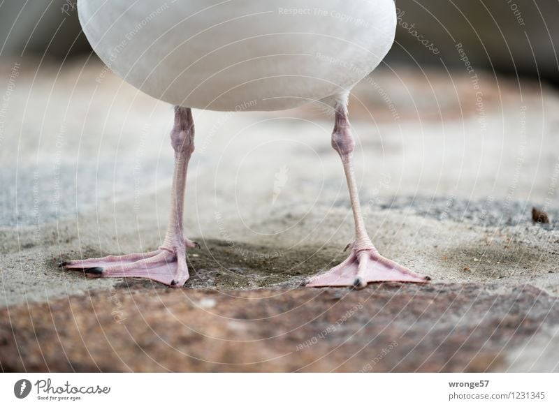 Möwenfüße Umwelt Sommer Tier Wildtier Vogel 1 stehen warten sportlich dünn nah natürlich unten braun grau rosa weiß Möwenvögel Tierfuß Nahaufnahme Reifenpanne