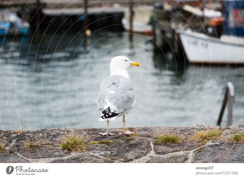 Hafenmeister Sommer Ostsee Fischerdorf Hafenstadt Mauer Wand Tier Wildtier Vogel Möwe 1 Stadt braun grau schwarz weiß Ausdauer Möwenvögel stehen warten