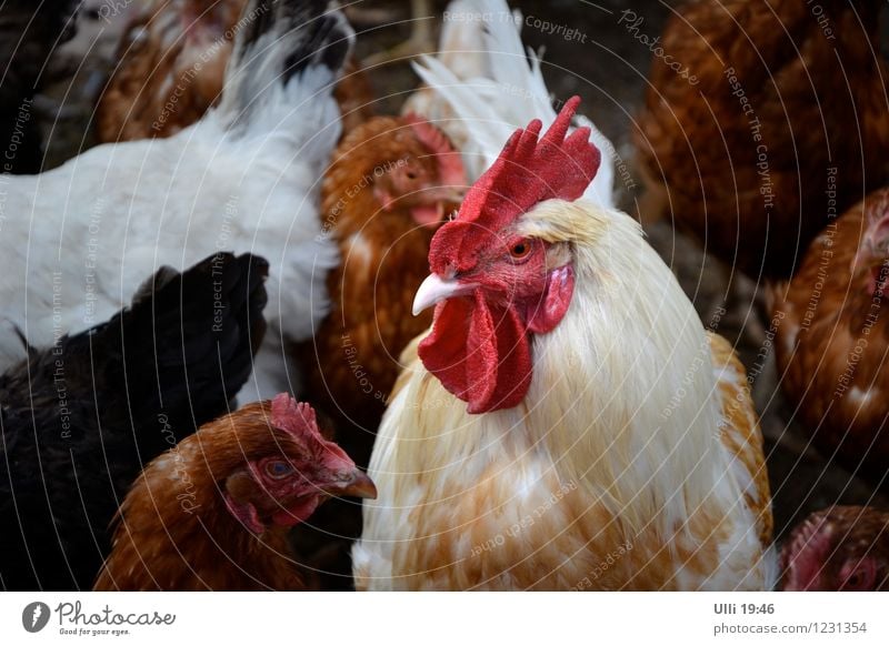 Der Chef. Sommer Garten Natur Tier Stadtrand Menschenleer Nutztier Tiergesicht Hahn Gehege 1 Tiergruppe beobachten Blick sportlich nah Neugier stark braun rot