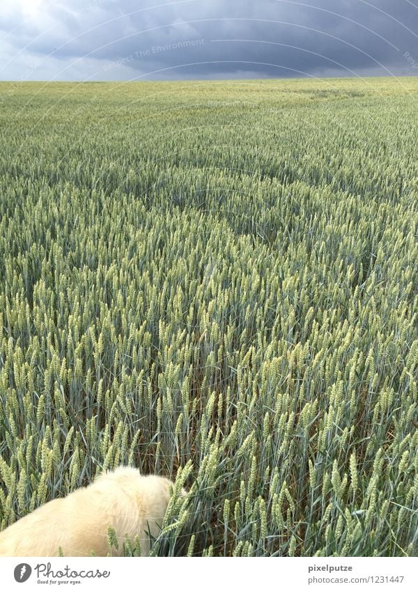 Ein Hund im Kornfeld 3 Natur Landschaft Pflanze Nutzpflanze Tier Haustier 1 Feld Spaziergang Gassi gehen Farbfoto Außenaufnahme Menschenleer