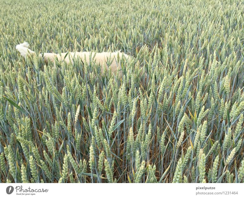 Auf leisen Sohlen Umwelt Natur Landschaft Pflanze Tier Herbst Nutzpflanze Feld Wildtier Hund Fell Fährte 1 beobachten fangen füttern natürlich wild gelb grün