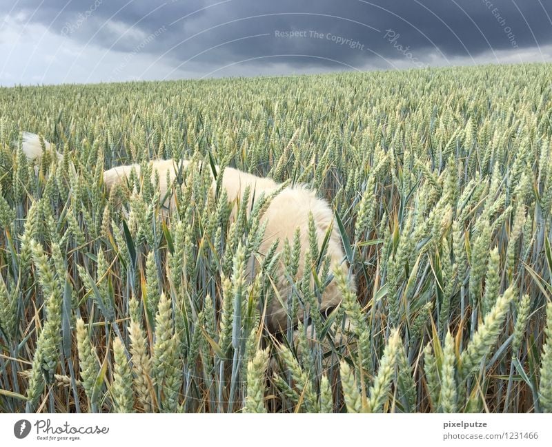 Ein Hund im Kornfeld 4 Natur Landschaft Gewitterwolken Pflanze Nutzpflanze Tier Haustier Fell 1 Feld Gassi gehen Spaziergang Farbfoto Außenaufnahme Menschenleer