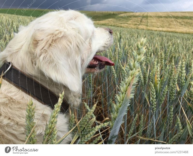 Hundeleben Natur Landschaft Gewitterwolken Nutzpflanze Feld Tier Haustier 1 warten Zunge Hundehalsband Fell Unwetter Gassi gehen Spaziergang Farbfoto