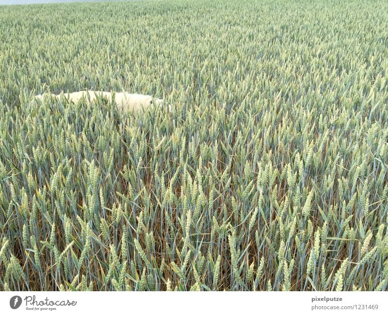 Ein Hund im Kornfeld Natur Landschaft Nutzpflanze Feld Tier Haustier 1 Ernte Spaziergang Gassi gehen Farbfoto Außenaufnahme Menschenleer