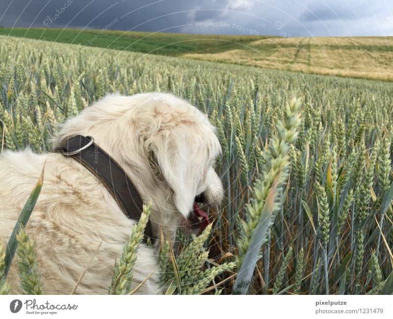 Ein Hund im Kornfeld 2 Natur Landschaft Pflanze Nutzpflanze Feld Tier Haustier 1 natürlich Gassi gehen Spaziergang Hundehalsband Farbfoto Außenaufnahme