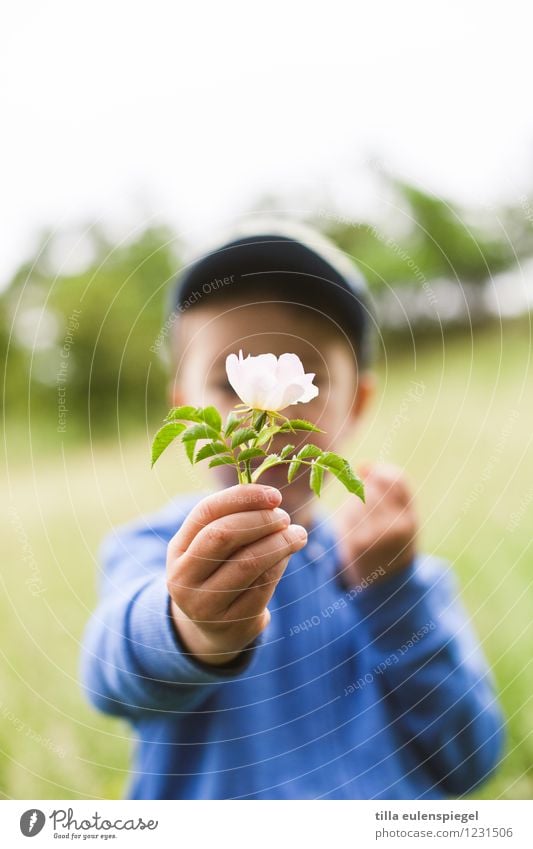 Kleine Geschenke... Ausflug Sommer Kind Junge Kindheit Leben 1 Mensch 3-8 Jahre Pflanze Frühling Blume Rose Blüte Grünpflanze Garten Park Wiese festhalten