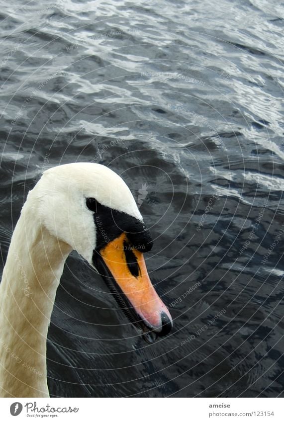 is was ?! See Außenalster Alster Schwan Vogel Entenvögel Wahrzeichen Tier Schnabel Außenaufnahme Sommer weiß schwarz Öffentlicher Dienst Wasser gänsevögel Fluss