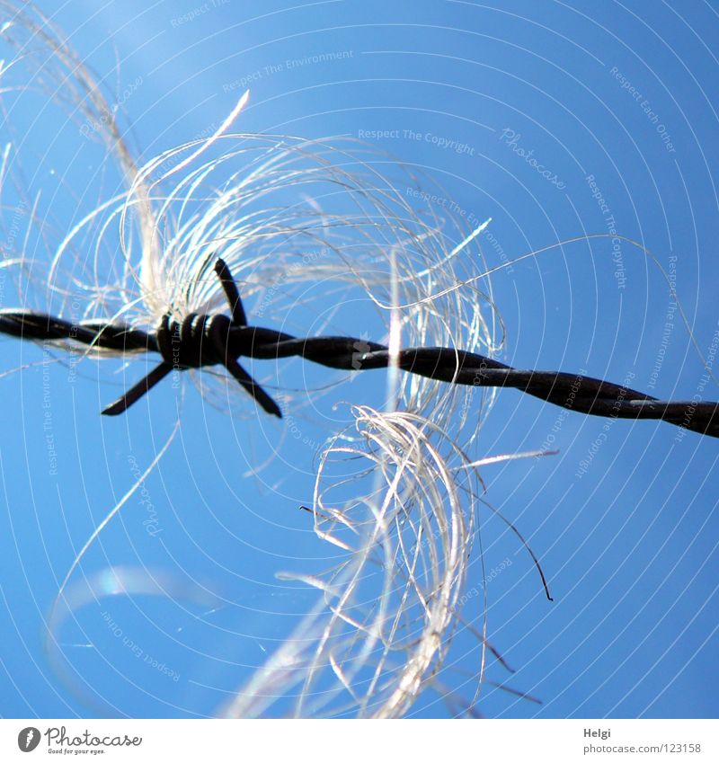 drahtige Löckchen... Draht Stacheldraht gedreht wickeln stechen verletzen gefährlich Locken lang dünn Wiese Zaun umfrieden gefangen Sonne Spaziergang Wegrand