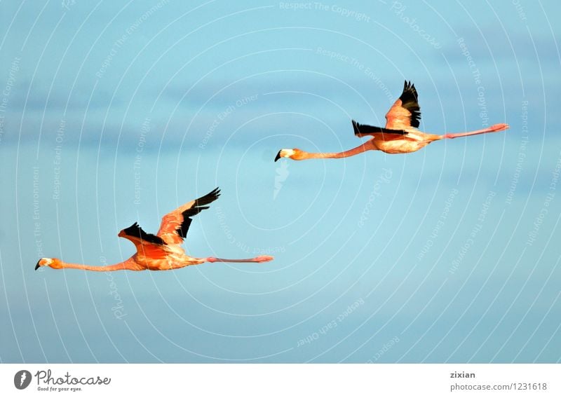 größere Flamingos Tier Wildtier Vogel Fliege Flügel 2 Tierpaar fliegen Jagd Blick elegant natürlich wild mehrfarbig rot schwarz Farbfoto Menschenleer Morgen Tag