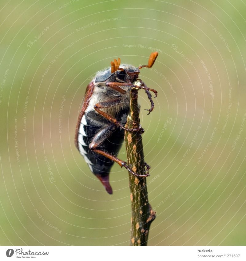 Maikaefer; Melolontha; Natur Tier Käfer krabbeln Maikäfer Maennlich Maennchen Feldmaikaefer Schaedling Insekt cockchafer Malediven Male cockchafer Scha Edling