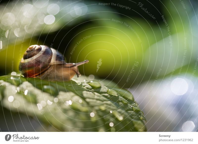 Bei Nässe Rutschgefahr Natur Landschaft Pflanze Tier Wasser Wassertropfen Sonnenlicht Frühling Sommer Schönes Wetter Regen Sträucher Blatt Garten Park Schnecke