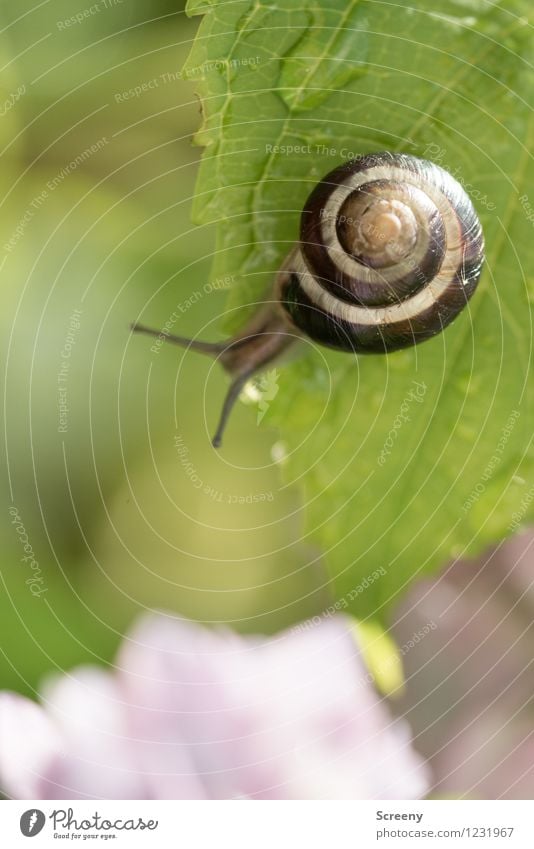 Ganz schön hoch... Natur Pflanze Tier Wasser Wassertropfen Frühling Sommer Blatt Garten Park Schnecke 1 klein nah nass braun grün Abenteuer Zufriedenheit Höhe