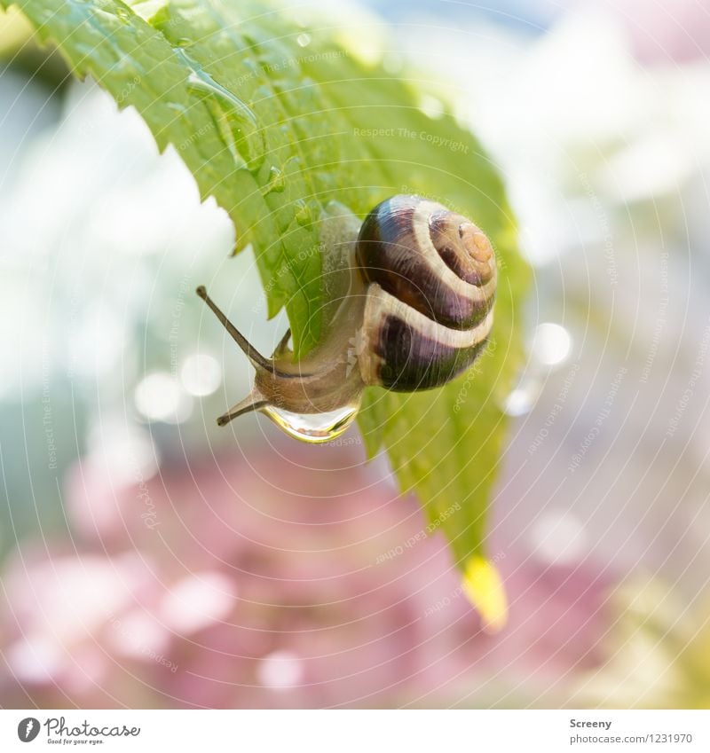 Ich geh mal duschen... Natur Pflanze Tier Wasser Wassertropfen Frühling Sommer Garten Park Schnecke 1 klein nah nass braun grün Abenteuer Zufriedenheit hängen