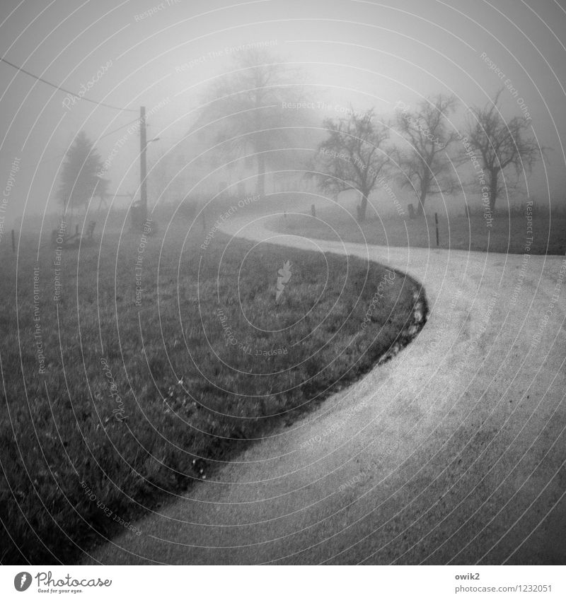 Flüssige Luft Umwelt Natur Landschaft schlechtes Wetter Nebel Regen Baum Gras Haus Verkehr Verkehrswege Straße Kurve dunkel frisch glänzend nass trist Dorf