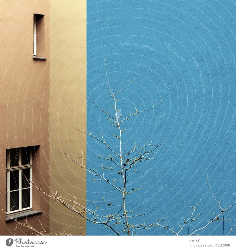 Wohnen im Blauen Baum Haus Gebäude Mauer Wand Fassade Fenster Wachstum einfach blau braun Design Ecke verstecken Farbe Strukturen & Formen Anstrich leuchten