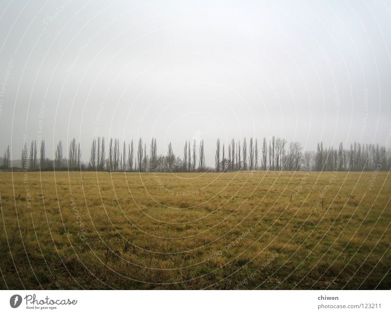 baumwettrennen dunkel Baum Wiese Feld trüb Ferne Horizont flau Wolken Trauer Stimmung grau Allee Wetter Jahreszeiten Landschaft Erde hell bedecken Traurigkeit