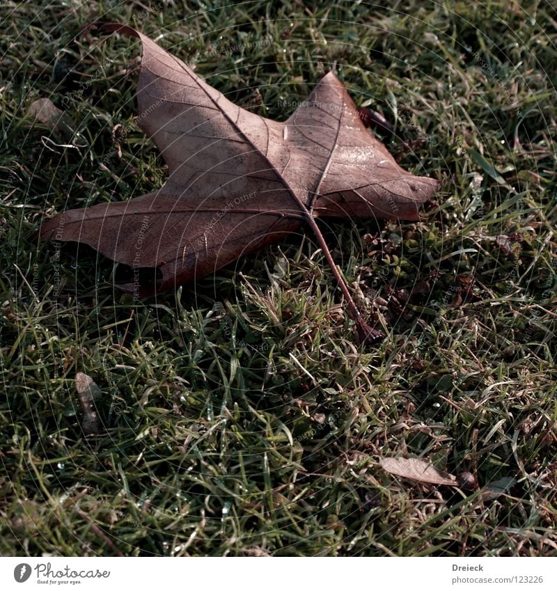 Chorn-Bhorn=Ahorn Dreieck grün Gras Blatt Baum Pflanze Blume Blüte braun weiß Wiese Halm Umwelt Herbst kalt Jahreszeiten Winter frieren Stengel Baumrinde