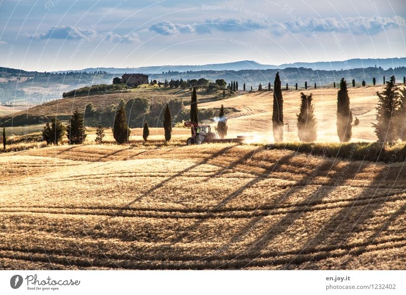 Feldarbeit Ferien & Urlaub & Reisen Sommer Sommerurlaub Landwirtschaft Forstwirtschaft Umwelt Natur Himmel Sonnenlicht Schönes Wetter Allee Baum Zypresse Hügel