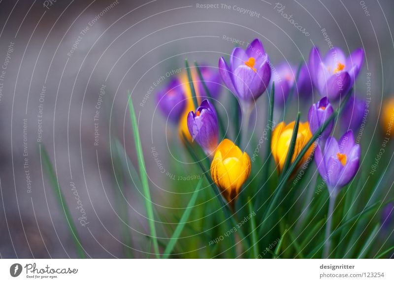 Frühaufsteher Krokusse Frühblüher Frühling Winter Blume Blüte Wachstum gedeihen Leben mehrfarbig Physik aufwachen aufstehen Morgen springen live Pflanze Blühend