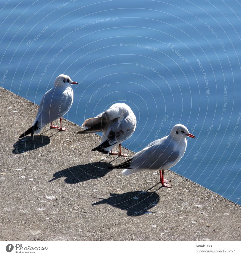 was machen wir jetzt? Möwe weiß Am Rand 3 See ruhig Uferpromenade Wasser Vogel blau Stein Küste Blick Bodensee Schatten