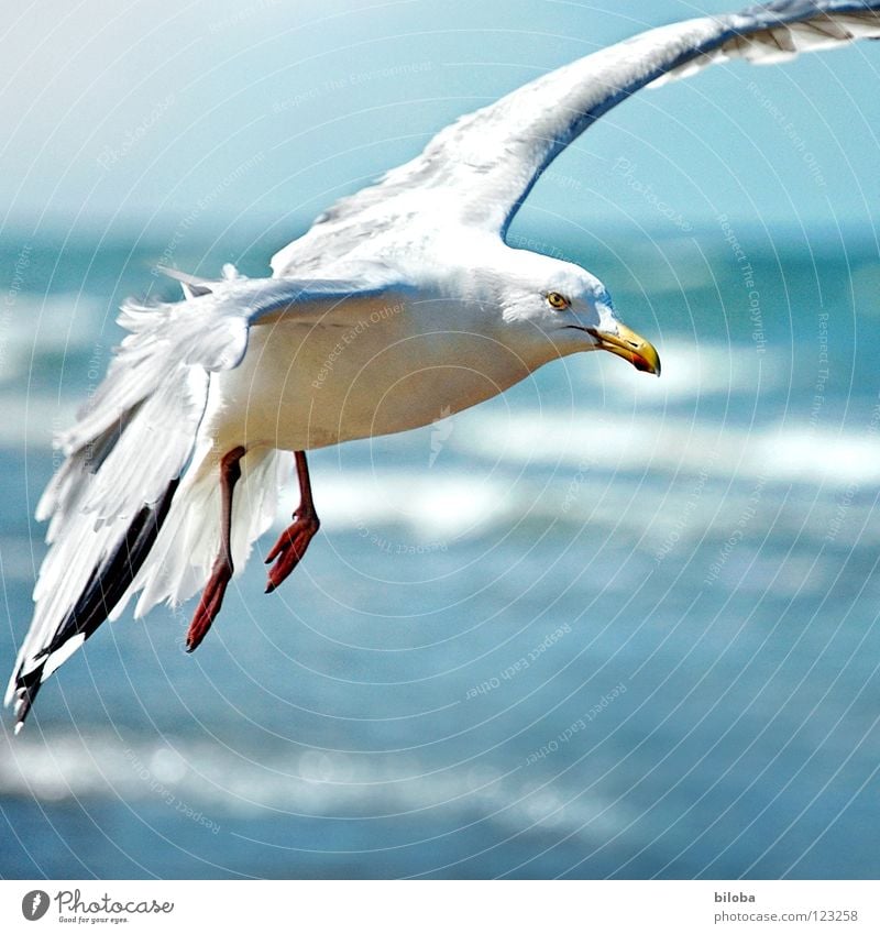 Ich lass einen fliegen! Möwe weiß schwarz Gegenwind zerzaust Kämpfer Meer Wellen Wildnis Sturm Wellengang Strand Küste Meeresvogel Vogel Tier Unendlichkeit