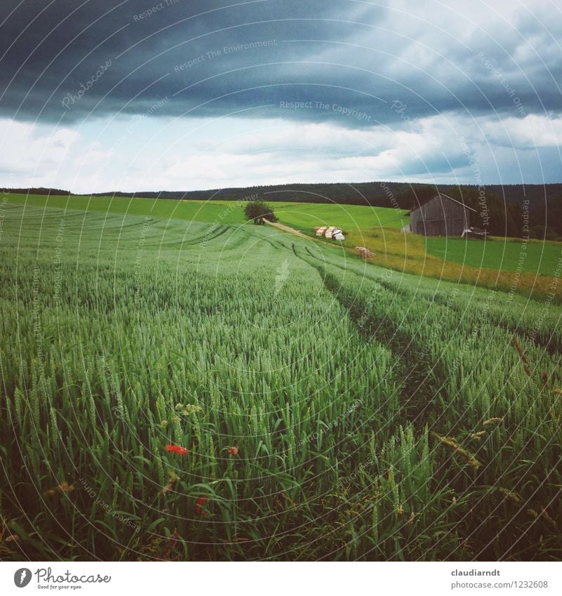 Regenwolken Umwelt Natur Landschaft Pflanze Urelemente Himmel Wolken Gewitterwolken Sommer schlechtes Wetter Unwetter Nutzpflanze Weizenfeld Feld Wald Hügel