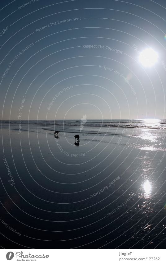 Wochenend und Sonnenschein... Strand Küste Meer See Gewässer Gezeiten Wellen Spielen Hund schwarz gelb trinken Suche Fressen Labrador Unendlichkeit Einsamkeit