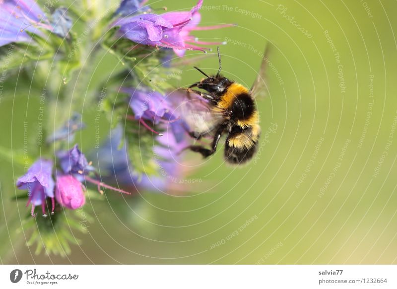 Erdhummel Umwelt Natur Pflanze Tier Sommer Blume Blüte Wildpflanze Garten Wildtier Hummel 1 berühren Blühend Duft fliegen klein niedlich stachelig weich blau