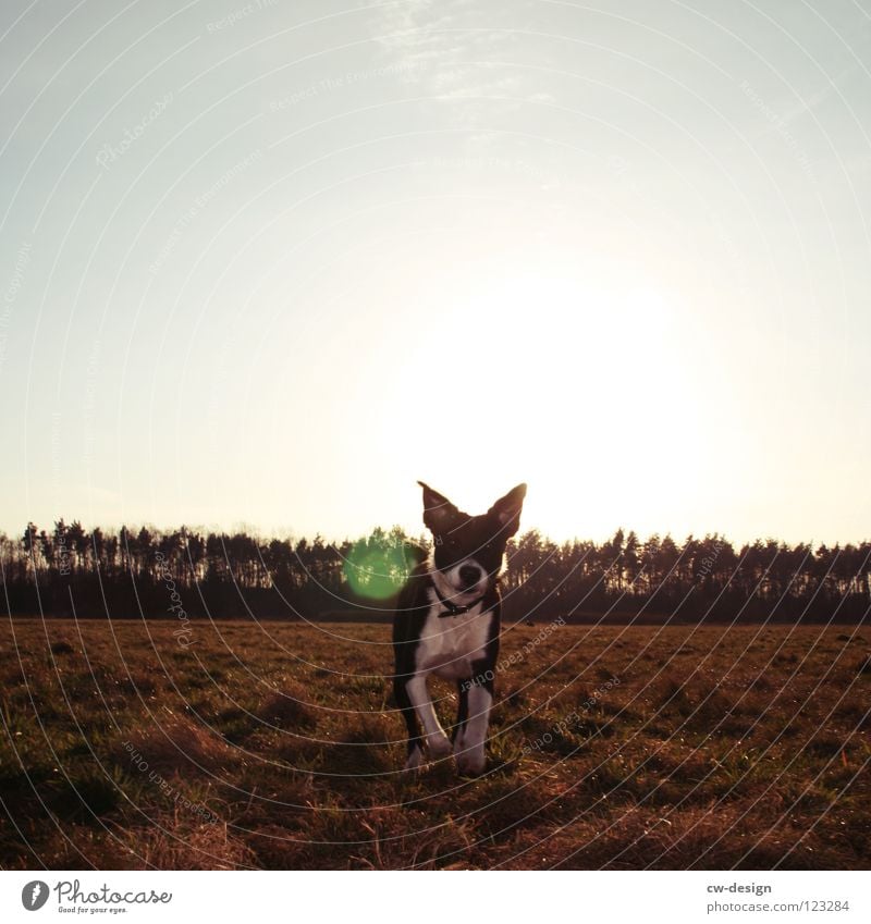 hunde.leben! Hund Gras Feld Dorf Wiese Dorfwiese Welpe klein groß Spuren braun grau trist leer Einsamkeit Richtung Horizont Herbst Sommer Winter Frühling schön