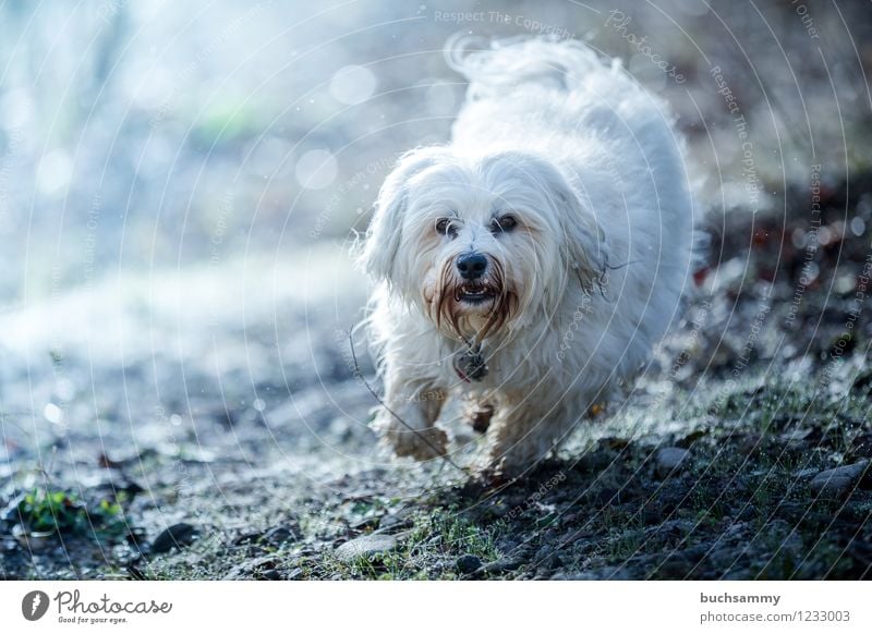 Action am Morgen Tier Gras Fell langhaarig Haustier Hund 1 klein blau weiß Bischon Haushund Havaneser rennen action Farbfoto Außenaufnahme Menschenleer Licht