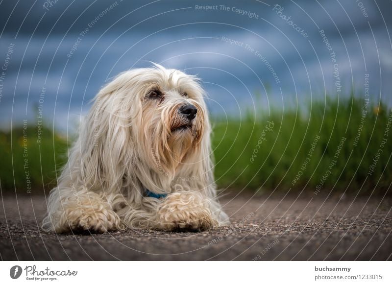 Havaneser Natur Tier Wiese langhaarig Haustier Hund 1 blau grün weiß Mika Deutschland Farbfoto Außenaufnahme Menschenleer Textfreiraum rechts Textfreiraum oben