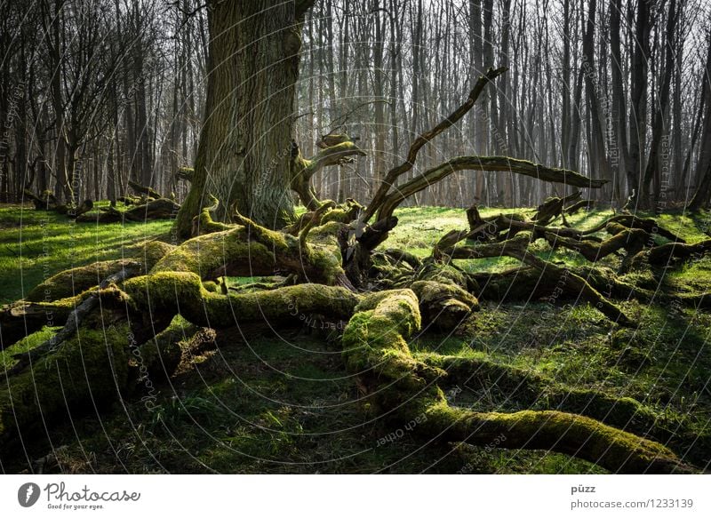 Feenwald Umwelt Natur Landschaft Pflanze Frühling Baum Moos Laubbaum Eiche Wurzel Wurzelbildung Wald bedrohlich dunkel gruselig natürlich wild grün Gefühle