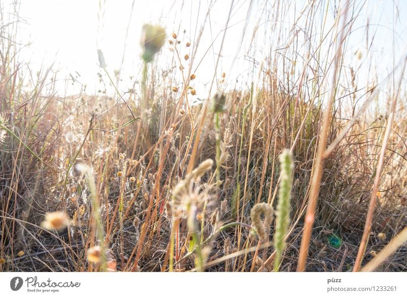 Gräser Sommer Sommerurlaub Sonne Umwelt Natur Landschaft Pflanze Erde Himmel Sonnenlicht Schönes Wetter Wärme Gras Blatt Blüte Wildpflanze Garten Park Wiese