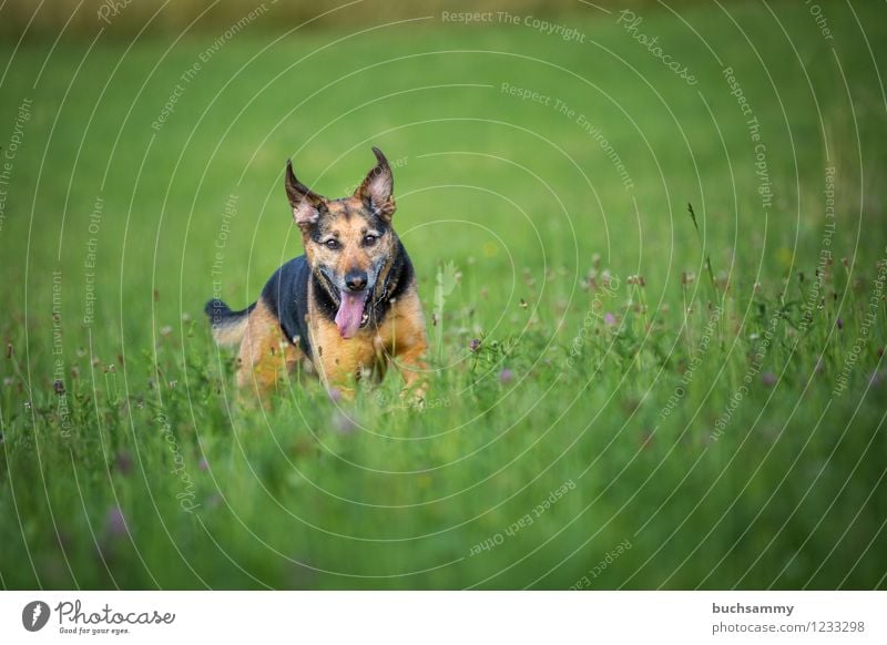 Glücklicher Hund Wasser Tier Haustier 1 braun grün schwarz Mischling Rottweiler Schäferhund Farbfoto mehrfarbig Außenaufnahme Menschenleer Textfreiraum oben