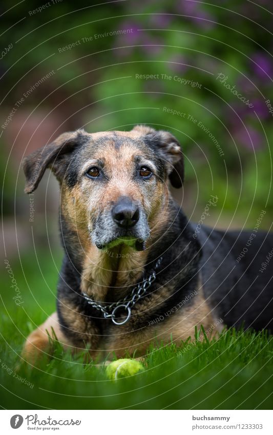 Aufmerksam Freude ruhig Spielen Garten Wasser Frühling Wiese Haustier Hund 1 Tier braun grau grün schwarz Deutschland "Hund," liegen Tennisball Catchlights