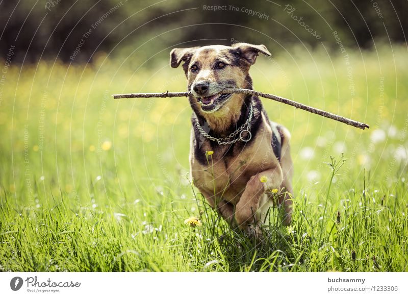 Glücklicher Hund Gras Haustier braun grün Aportieren Augen Europa Rottweiler Schäferhund Aktion dog Deutschland Farbfoto mehrfarbig Außenaufnahme Menschenleer