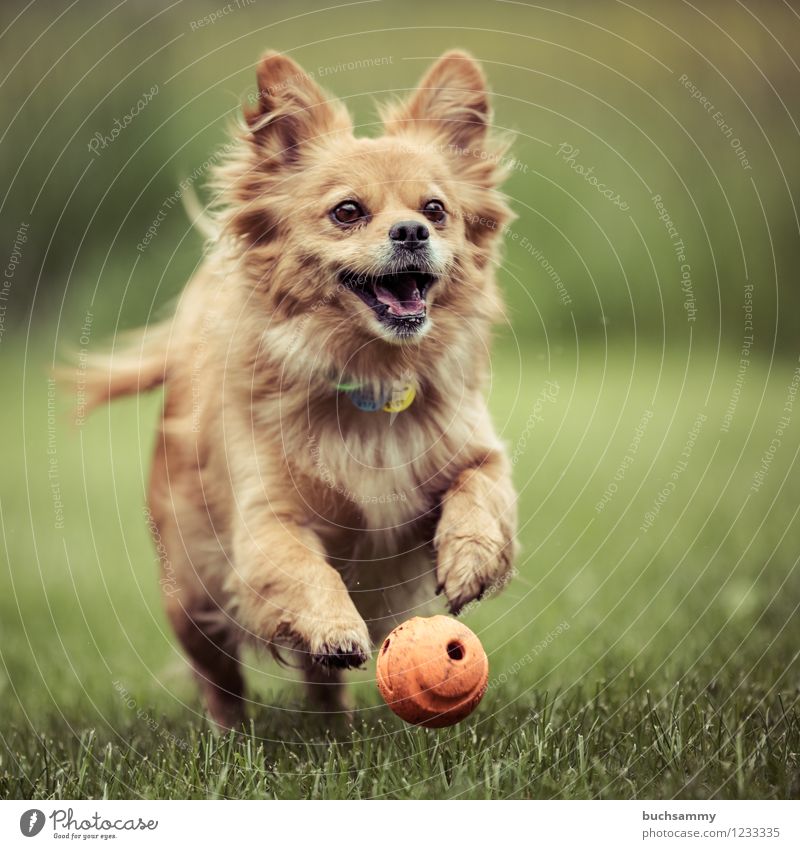 Spielender Hund Frühling Haustier springen braun grün weiß Ball Europa altehrwürdig Aktion Deutschland rennen Farbfoto Gedeckte Farben Außenaufnahme