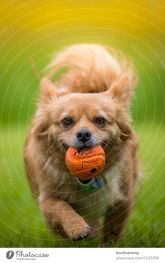 Hund mit Ball Natur Frühling Haustier 1 Tier springen braun gelb grün weiß Europa Deutschland klein apportieren Spielen gehen Farbfoto Außenaufnahme